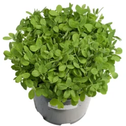 Biomaster Peas - Raw Seed (lb) 5 Biomaster Peas - Raw Seed (lb) -Seeds Fruit Shop scl848 a