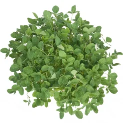 Soybeans - Raw Seed (lb) -Seeds Fruit Shop scl860 a 2