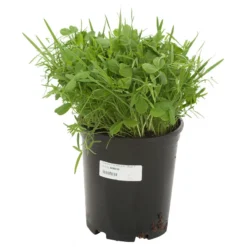 Peaceful Valley Legume Oat Mix #1 - Raw Seed (lb) -Seeds Fruit Shop scm350 a 1