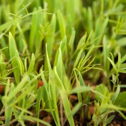 Peaceful Valley Legume Oat Mix #1 - Raw Seed (lb) -Seeds Fruit Shop scm350 web