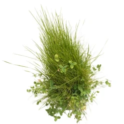 Peaceful Valley Roadway Mix - Nitrocoated Seed (lb) 5 Peaceful Valley Roadway Mix - Nitrocoated Seed (lb) -Seeds Fruit Shop scm550 d