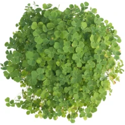 Subterranean Clover Mix - Nitrocoated Seed (lb) -Seeds Fruit Shop scm600 c