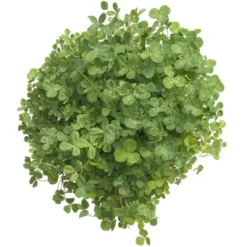 Peaceful Valley Low-Growing Clover Mix - Nitrocoated Seed (lb) -Seeds Fruit Shop scm700 d
