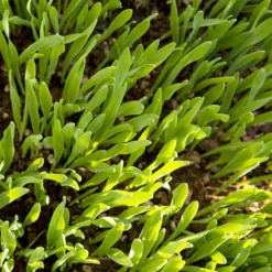 Beardless Barley Seed (lb) -Seeds Fruit Shop scn100 web