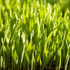 Beardless Barley Seed (lb) -Seeds Fruit Shop scn100 web2