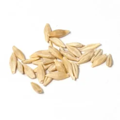 Beardless Barley Seed (lb) -Seeds Fruit Shop scn100a
