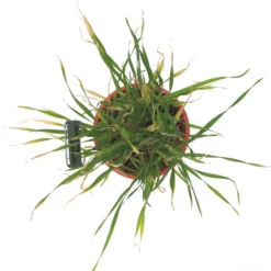 Beardless Barley Seed (lb) -Seeds Fruit Shop scn100b