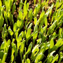 Bearded Barley Seed (lb) -Seeds Fruit Shop scn110 web