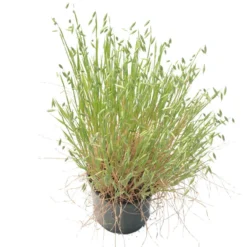 White Oats Seed (lb) -Seeds Fruit Shop scn320 b