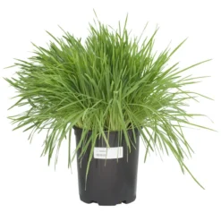 White Oats Seed (lb) -Seeds Fruit Shop scn320 c