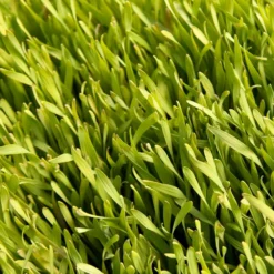 Cereal Rye Seed (Cold Hardy) (lb) 10 Cereal Rye Seed (Cold Hardy) (lb) -Seeds Fruit Shop scn395 web