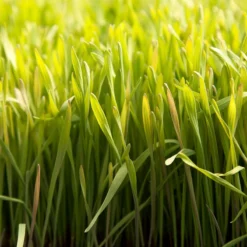 Cereal Rye Seed (Cold Hardy) (lb) 11 Cereal Rye Seed (Cold Hardy) (lb) -Seeds Fruit Shop scn395 web2