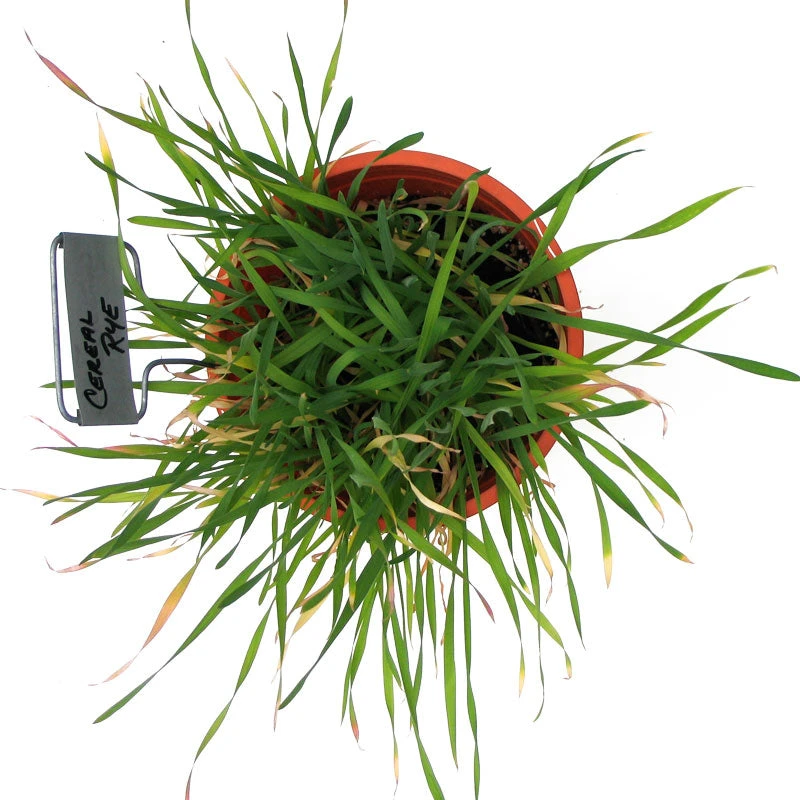 Cereal Rye Seed (Cold Hardy) (lb) 3 Cereal Rye Seed (Cold Hardy) (lb) - Image 3