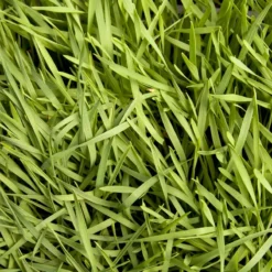 Organic Triticale Seed (lb) -Seeds Fruit Shop scn449 5 web