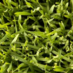 Juan Triticale Seed (lb) -Seeds Fruit Shop scn451 web