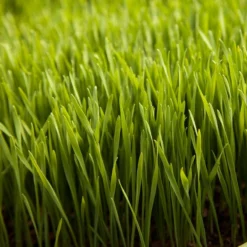 Wheat Red Winter Seed (lb) 7 Wheat Red Winter Seed (lb) -Seeds Fruit Shop scn500 web