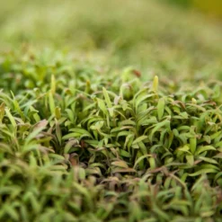 Seeds Fruit Shop -Seeds Fruit Shop scn650 web2