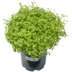 Mustard Mix Seed (lb) 5 Mustard Mix Seed (lb) -Seeds Fruit Shop scn755 a 1