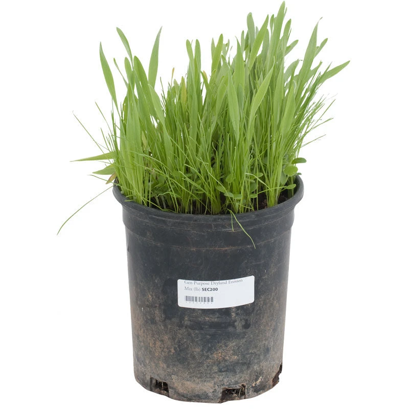 Peaceful Valley General Purpose Erosion Mix - Nitrocoated Seed (lb) 2 Peaceful Valley General Purpose Erosion Mix - Nitrocoated Seed (lb) - Image 2