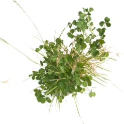 Peaceful Valley General Purpose Erosion Mix - Nitrocoated Seed (lb) 6 Peaceful Valley General Purpose Erosion Mix - Nitrocoated Seed (lb) -Seeds Fruit Shop sec200 d