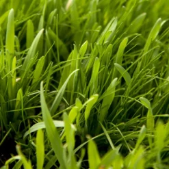 Peaceful Valley General Purpose Erosion Mix - Nitrocoated Seed (lb) 7 Peaceful Valley General Purpose Erosion Mix - Nitrocoated Seed (lb) -Seeds Fruit Shop sec200 web