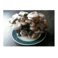 Shiitake Mushroom Block -Seeds Fruit Shop spr200 1 web
