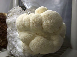 Lion's Mane Mushroom Kit 2 Lion's Mane Mushroom Kit - Image 2