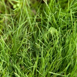 Peaceful Valley Kaleidoscope Meadow Mix - Seed (lb) -Seeds Fruit Shop swf2112 2 web