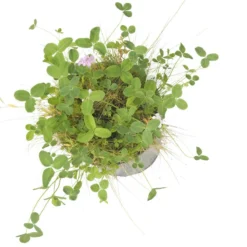 Peaceful Valley Kaleidoscope Meadow Mix - Seed (lb) -Seeds Fruit Shop swf2112 b