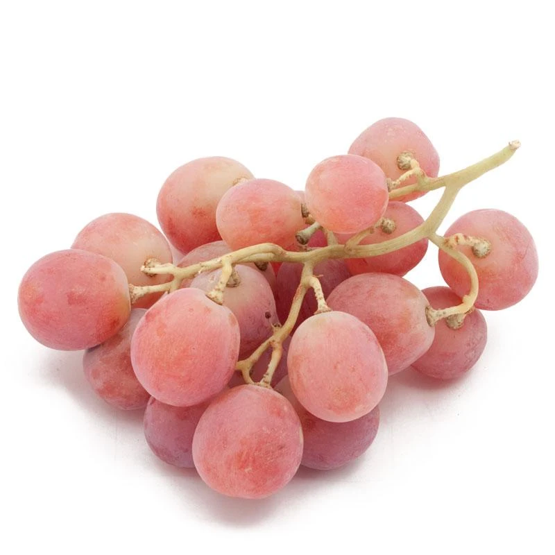 Table Grape Vine - Red Globe 1 Table Grape Vine - Red Globe