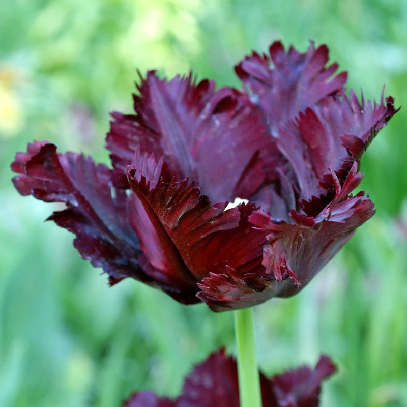 "Black Parrot" Tulip Bulbs (Pack Of 6) 1 "Black Parrot" Tulip Bulbs (Pack Of 6)
