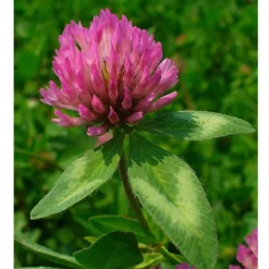 Organic Red Clover - Raw Seed (lb) -Seeds Fruit Shop untitled 1