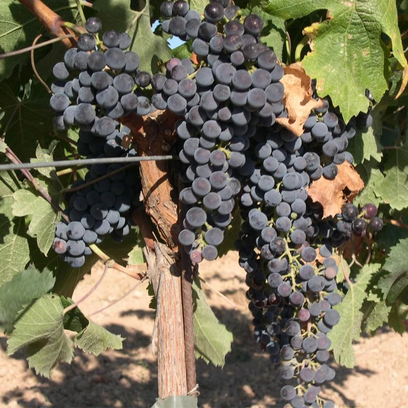 Wine Grape Vine - Merlot 1 Wine Grape Vine - Merlot