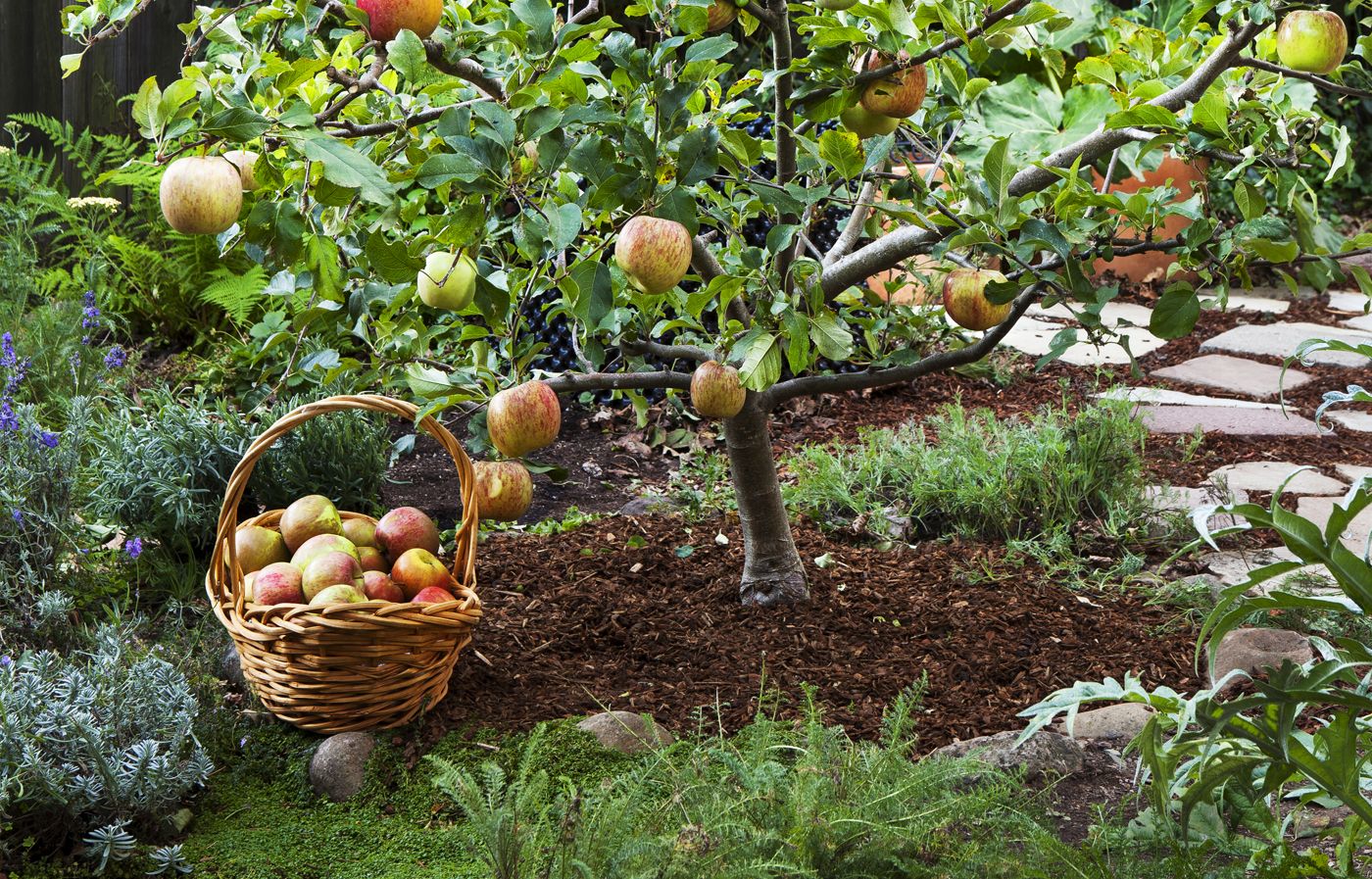 Seeds Fruit Shop -Seeds Fruit Shop fruit trees xl 1.jpg.optimal